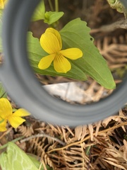 Viola lobata integrifolia