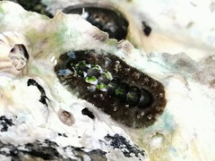 Acanthochitona