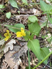 Viola lobata integrifolia