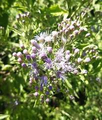 Chromolaena laevigata