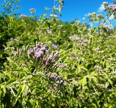 Chromolaena laevigata