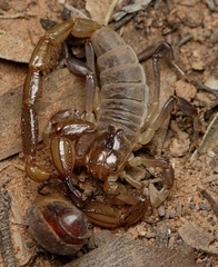 Urodacus armatus