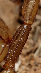 Urodacus armatus