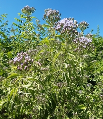 Chromolaena laevigata