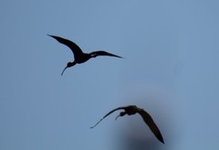 Plegadis chihi