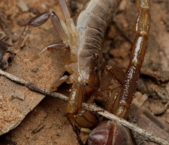 Urodacus armatus
