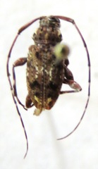 Oedopeza ocellator