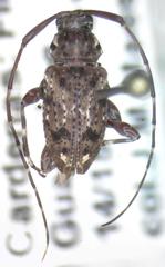 Oedopeza ocellator
