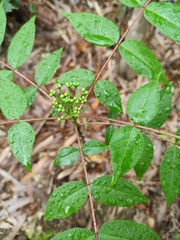 Zanthoxylum ailanthoides