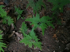 Selaginella pallescens