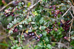 Vaccinium floribundum