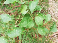 Acacia urophylla