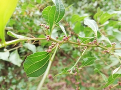 Acacia urophylla