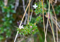 Arcytophyllum thymifolium