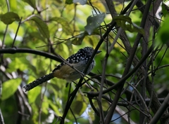 Hypoedaleus guttatus