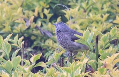 Turdoides leucopygia