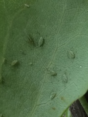 Illinoia liriodendri