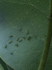 Illinoia liriodendri