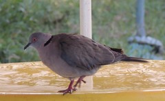 Streptopelia decipiens