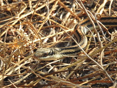 Salvadora lemniscata