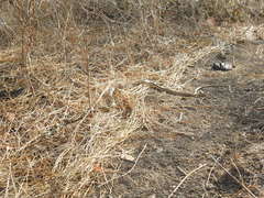 Salvadora lemniscata