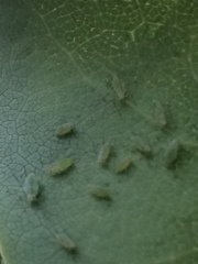 Illinoia liriodendri