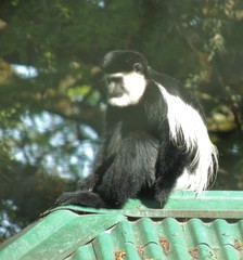 Colobus guereza