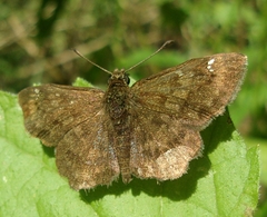 Nisoniades macarius