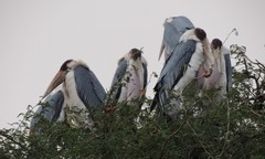 Leptoptilos crumenifer