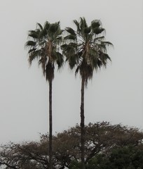 Arecaceae
