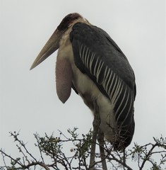 Leptoptilos crumenifer