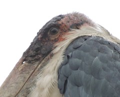 Leptoptilos crumenifer