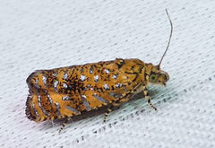 Olethreutes ferrolineana