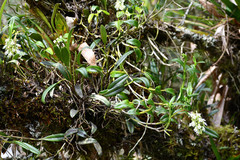 Epidendrum brevivenium