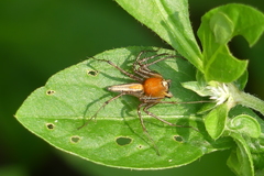 Oxyopes birmanicus