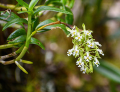 Epidendrum brevivenium