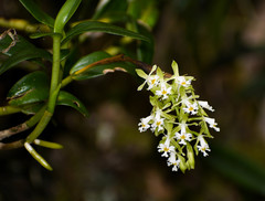 Epidendrum brevivenium