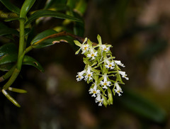 Epidendrum brevivenium