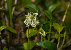 Epidendrum brevivenium