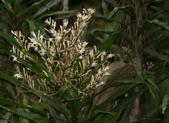 Dracaeneae