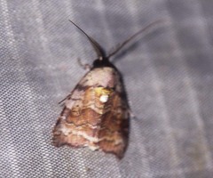 Ptyonota carissima
