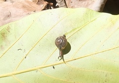 Kororia palaensis