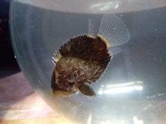 Schomburgk's Leaffish photo 1