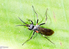 Agenioideus