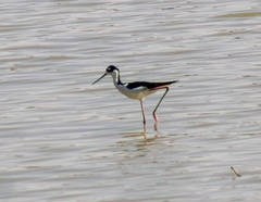 Himantopus mexicanus