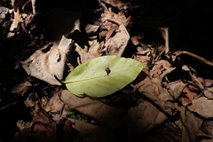 Kororia palaensis