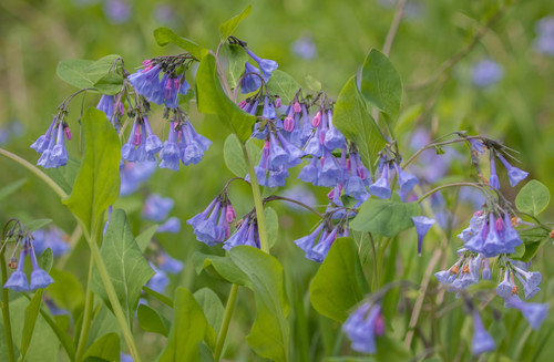 Mertensia virginica