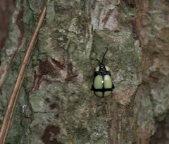 Alagoasa libentina