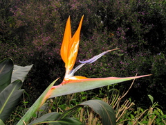 Strelitzia reginae reginae