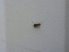 Neopamera albocincta